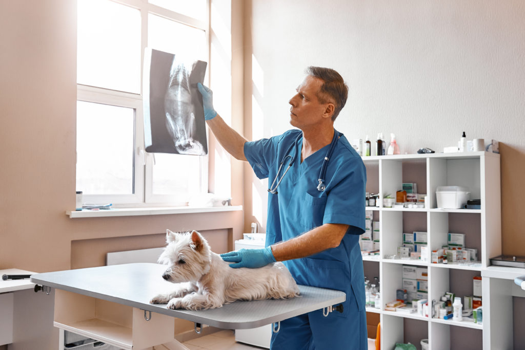 Analyzing the result. Male veterinarian in work uniform is looking at the x-ray with small dog while
