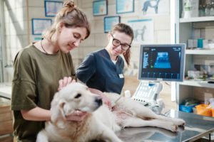 Doctor examining dog with ultrasound