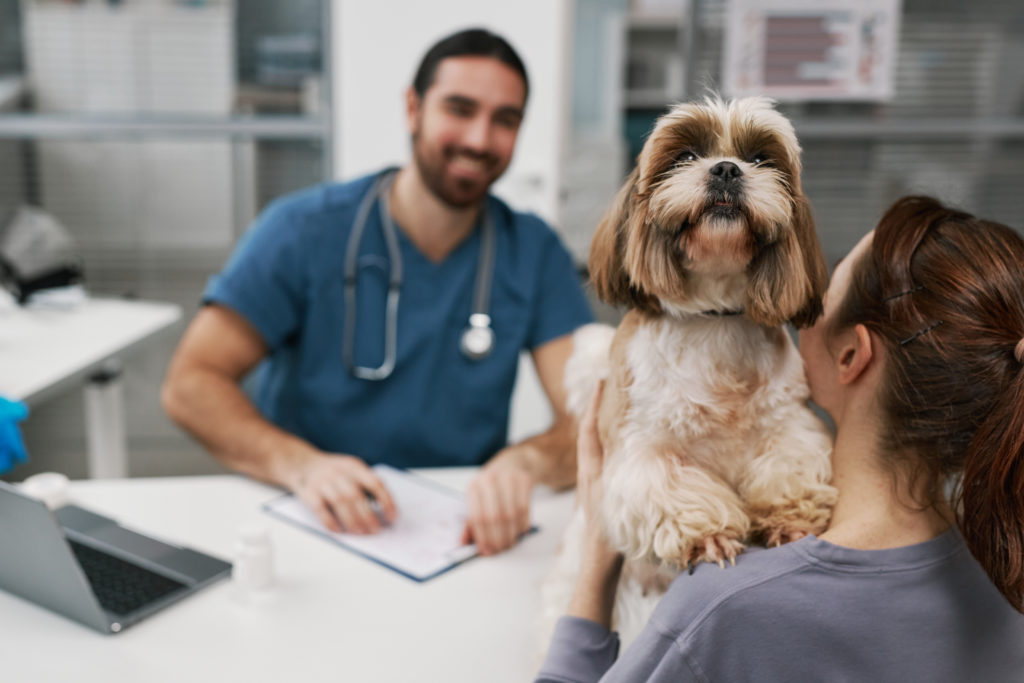 Fluffy patient of modern veterinary clinics standing by his owner