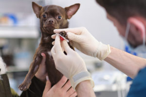 veterinarian shaves a small dog to connect electrodes for an electrocardiogram examination