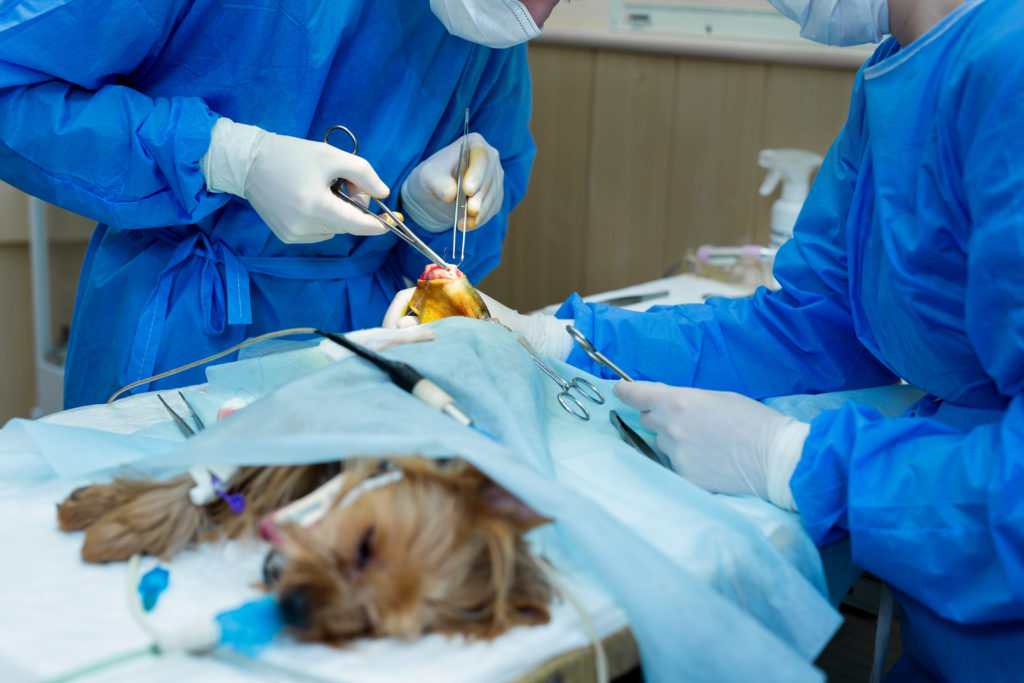 Veterinary clinic. Surgery dog's feet. The doctor sews up the leg of the dog